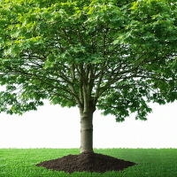 Comment faire mourir un arbre naturellement ?