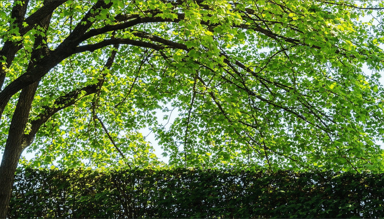 votre voisin refuse de couper les branches qui empiètent chez vous ? découvrez les recours légaux, démarches et solutions pour faire respecter vos droits face à ce type de litige entre voisins.