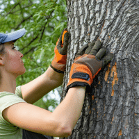 Comment faire mourir un arbre gênant sans produit chimique